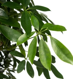Vingersboom (Schefflera arboricola) D 34 H 160 cm