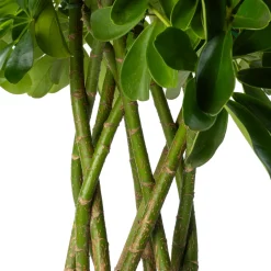 Vingersboom (Schefflera arboricola 'Compacta') D 24 H 100 cm