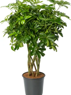 Vingersboom (Schefflera arboricola 'Compacta') D 24 H 100 cm