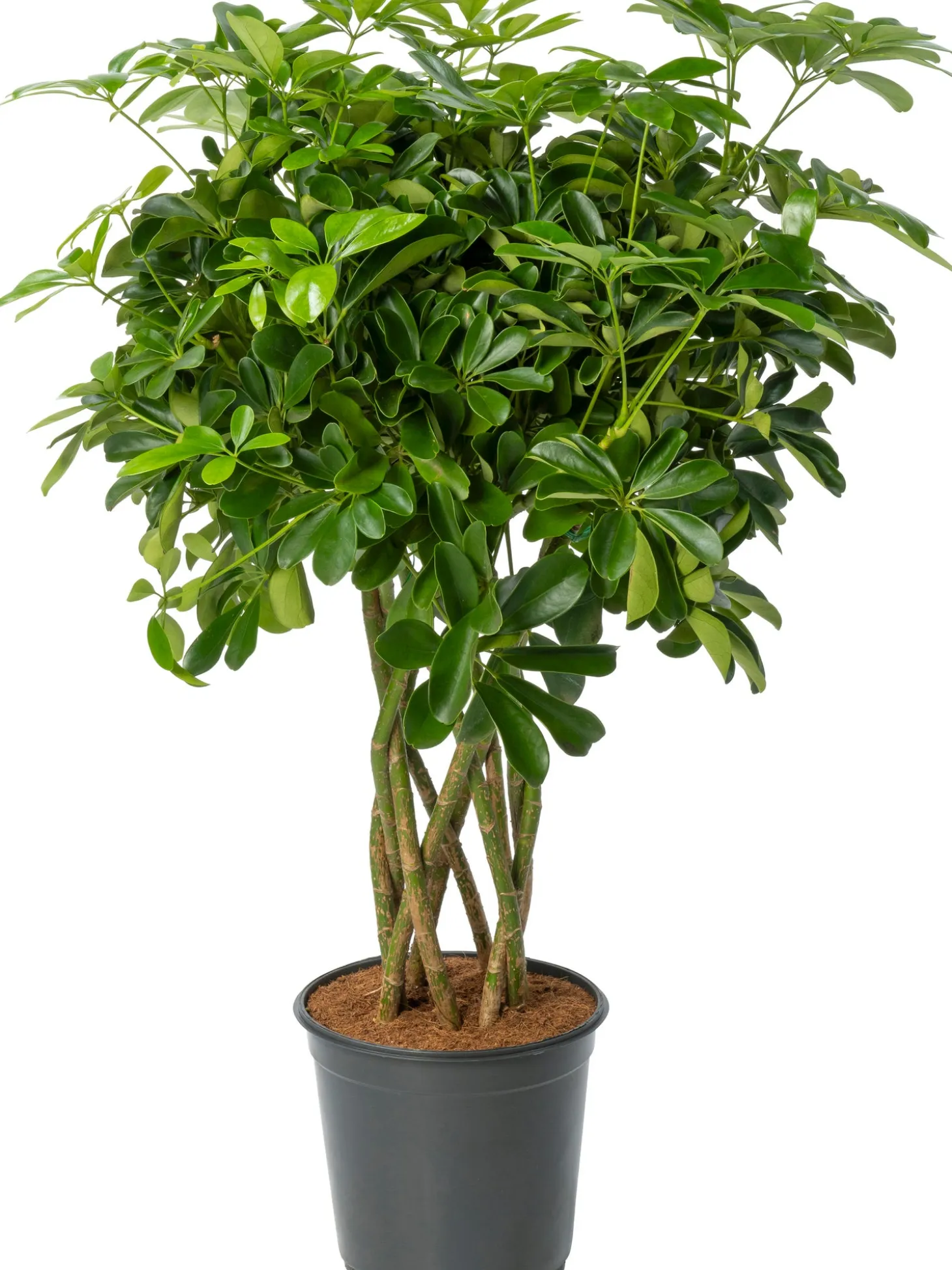 Vingersboom (Schefflera arboricola 'Compacta') D 24 H 100 cm