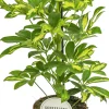 Vingersboom (Schefflera arboricola 'Gerda') D 13 H 45 cm