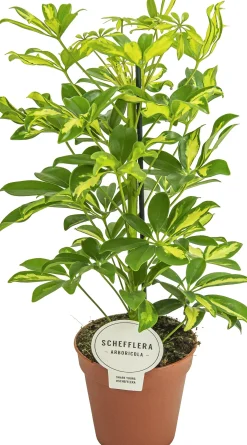 Vingersboom (Schefflera arboricola 'Gerda') D 13 H 45 cm