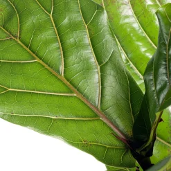 Vioolbladplant (Ficus lyrata) D 30 H 150 cm