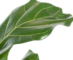 Vioolbladplant (Ficus lyrata) D 21 H 110 cm