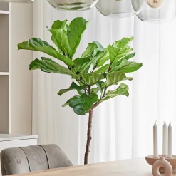 Vioolbladplant op stam (Ficus lyrata) D 27 H 140 cm