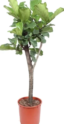Vioolbladplant op stam (Ficus lyrata) D 34 H 160 cm