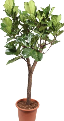 Vioolbladplant op stam (Ficus lyrata) D 55 H 270 cm