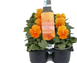 Viooltje (Viola F1) sixpack oranje D 9 H 10 cm