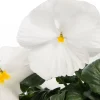 Viooltje (Viola F1) sixpack wit D 9 H 10 cm