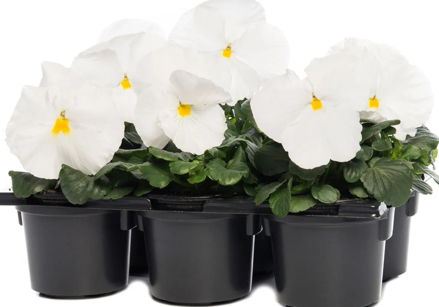 Viooltje (Viola F1) sixpack wit D 9 H 10 cm