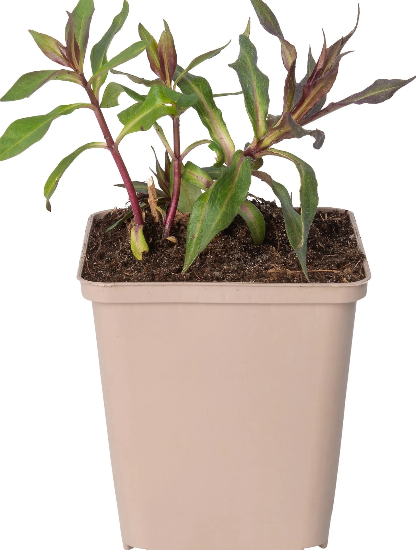 Vlambloem (Phlox paniculata 'Blue Boy') D 9 H 10 cm