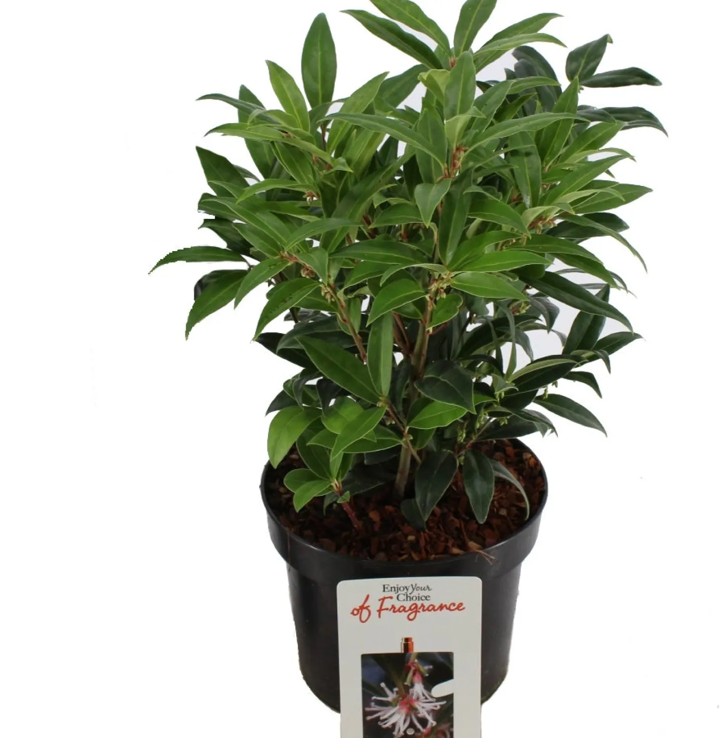 Vleesbes (Sarcococca humilis 'Winter Gem') D 17 H 20 cm