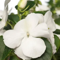 Vlijtig liesje (Impatiens walleriana) D 9 H 10 cm
