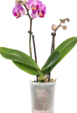 Vlinderorchidee (Phalaenopsis 'Little Lady') D 6 H 18 cm