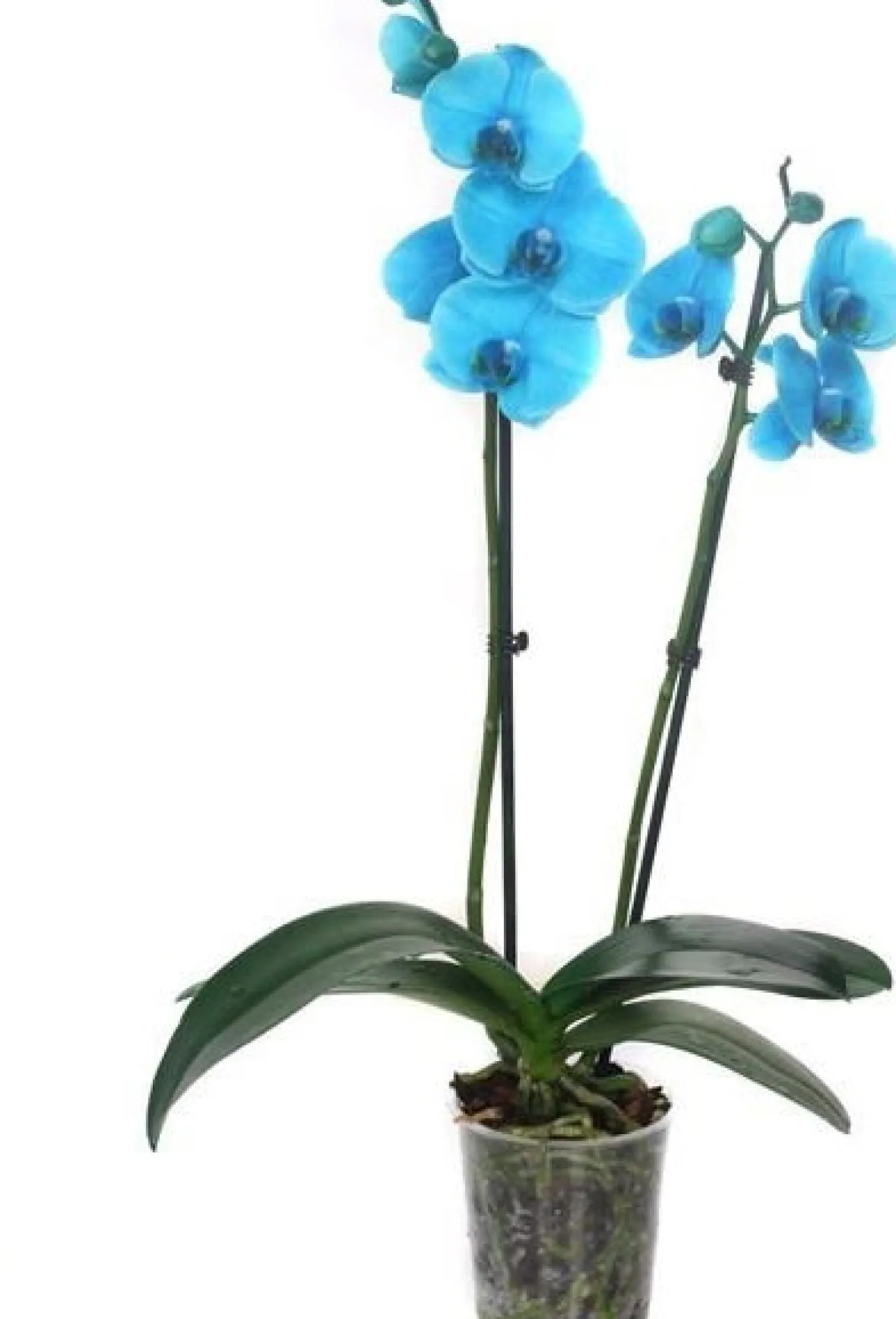 Vlinderorchidee 2 tak (Phalaenopsis multiflora) wit D 12 H 50 cm