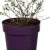 Vlinderstruik (Buddleja alternifolia 'Unique') D 17 H 20 cm