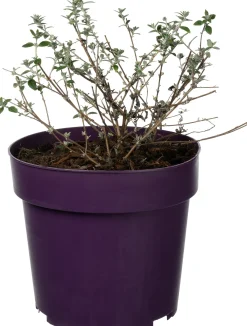 Vlinderstruik (Buddleja alternifolia 'Unique') D 17 H 20 cm