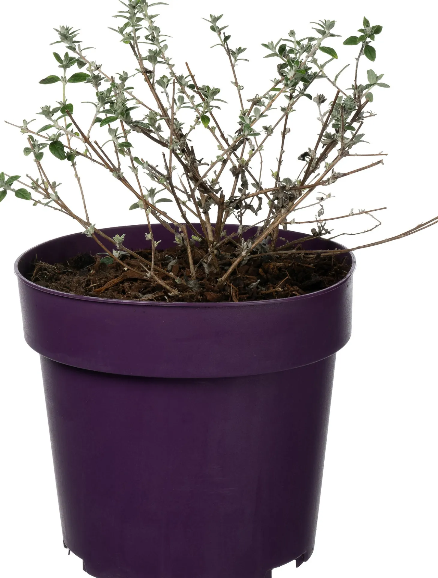 Vlinderstruik (Buddleja alternifolia 'Unique') D 17 H 20 cm