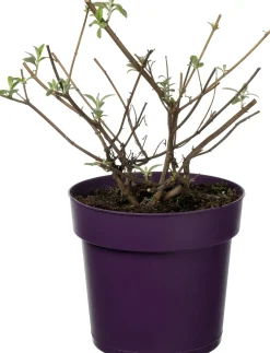Vlinderstruik (Buddleja 'Berries and Cream') D 17 H 30 cm
