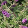 Vlinderstruik (Buddleja 'Blue Chip') H 30-40 cm