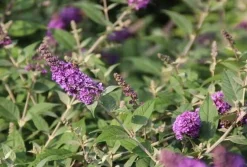 Vlinderstruik (Buddleja 'Blue Chip') H 30-40 cm