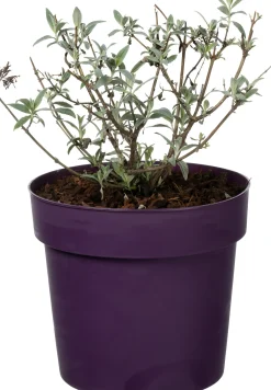 Vlinderstruik (Buddleja 'Buzz Ivory') D 17 H 25 cm