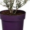 Vlinderstruik (Buddleja 'Buzz Sky Blue') D 17 H 25 cm