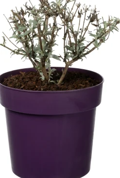 Vlinderstruik (Buddleja 'Buzz Pink Purple') D 17 H 25 cm