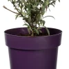 Vlinderstruik (Buddleja 'Buzz Violet') D 17 H 25 cm