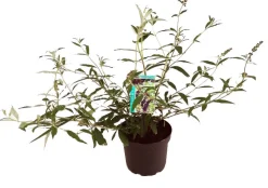 Vlinderstruik (Buddleja davidii 'Black Knight') D 24 H 40 cm