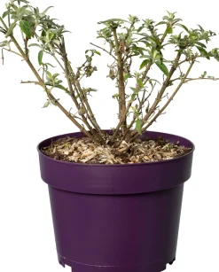 Vlinderstruik (Buddleja davidii 'BC Little Purple') D 19 H 45 cm