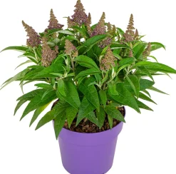 Vlinderstruik (Buddleja davidii 'BC Little Purple') D 19 H 45 cm