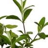 Vlinderstruik (Buddleja davidii 'Royal Red') D 24 H 40 cm