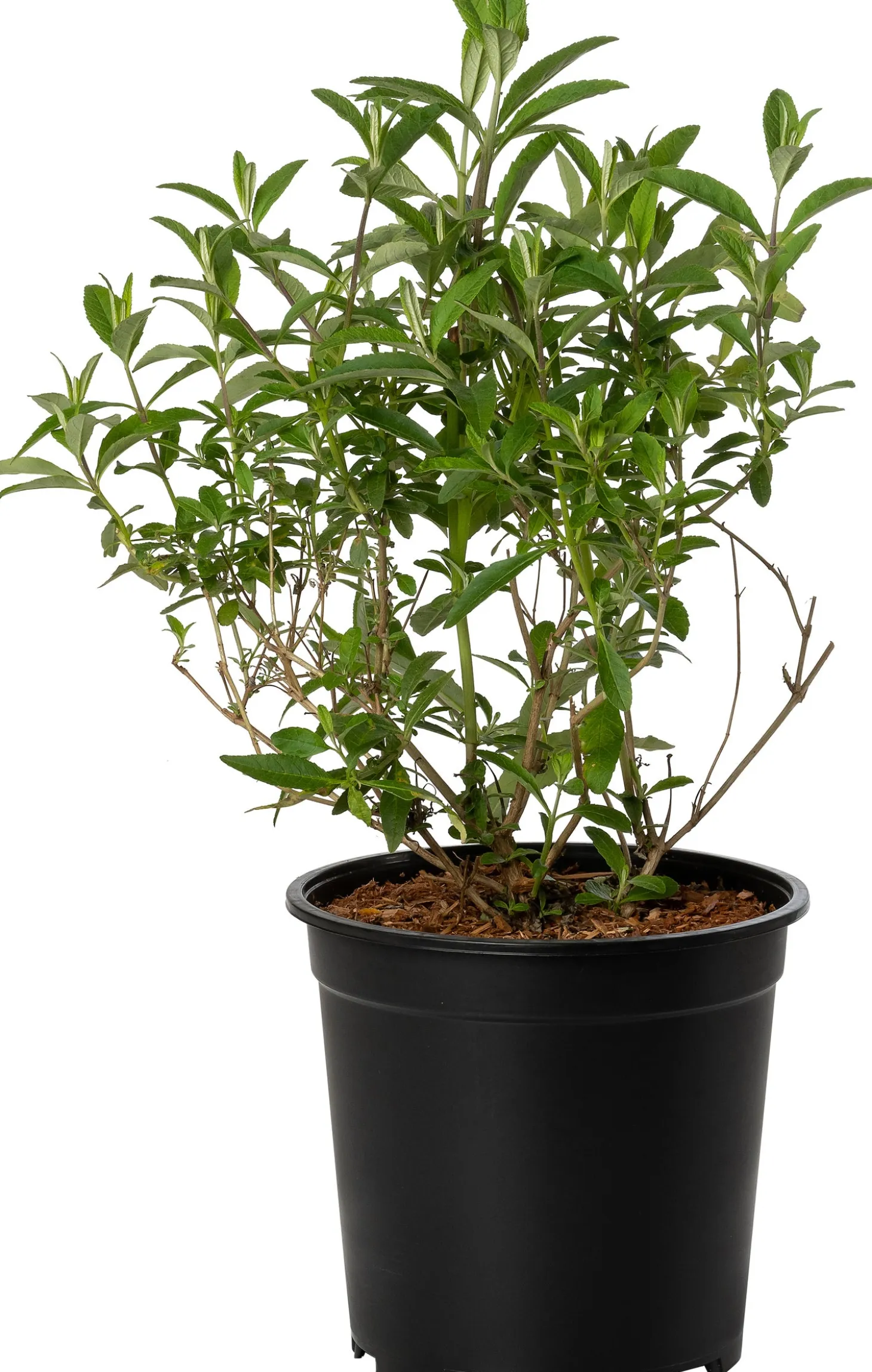 Vlinderstruik (Buddleja davidii 'White Profusion') D 24 H 40 cm