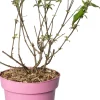 Vlinderstruik (Buddleja davidii 'Pink Delight') D 24 H 40 cm