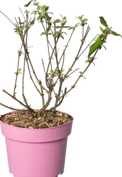 Vlinderstruik (Buddleja davidii 'BC Little Pink') D 19 H 45 cm