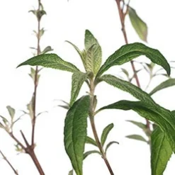 Vlinderstruik (Buddleja davidii 'Pink Delight') D 24 H 40 cm