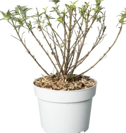 Vlinderstruik (Buddleja davidii 'BC Little White') D 19 H 45 cm