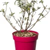 Vlinderstruik (Buddleja davidii 'BC Little Ruby') D 19 H 45 cm
