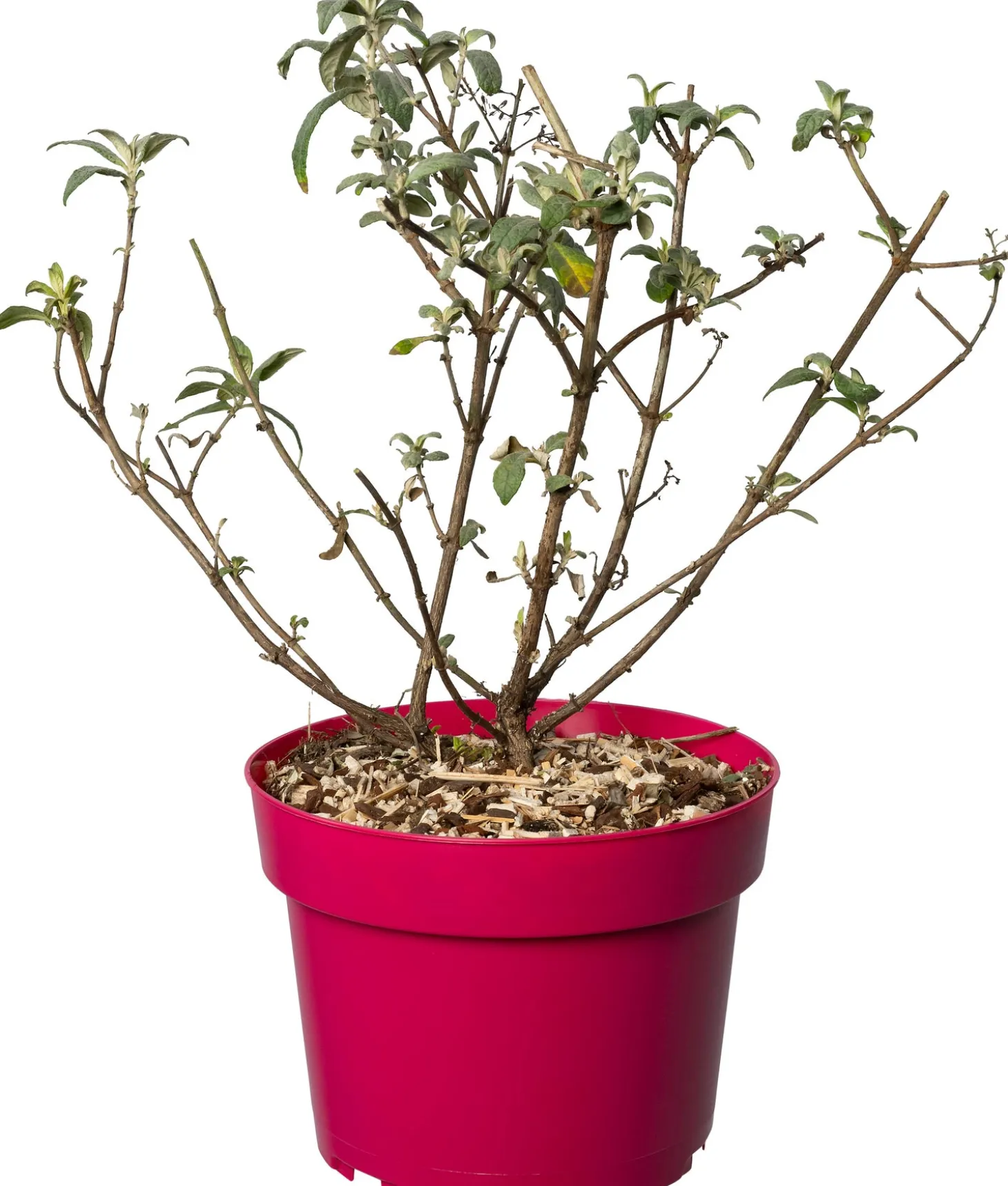 Vlinderstruik (Buddleja davidii 'BC Little Ruby') D 19 H 45 cm