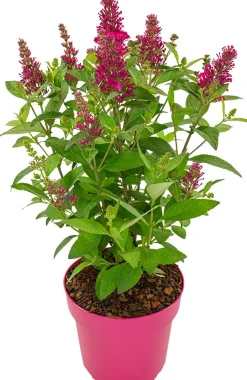 Vlinderstruik (Buddleja davidii 'BC Little Ruby') D 19 H 45 cm