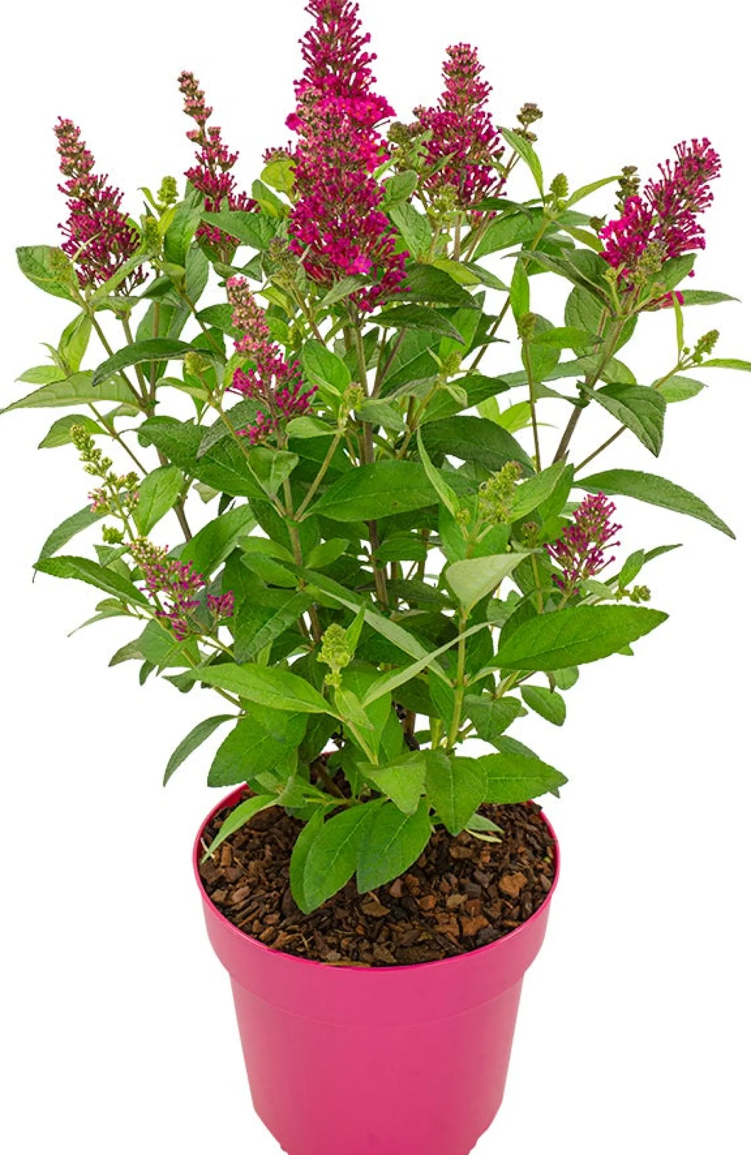 Vlinderstruik (Buddleja davidii 'BC Little Ruby') D 19 H 45 cm