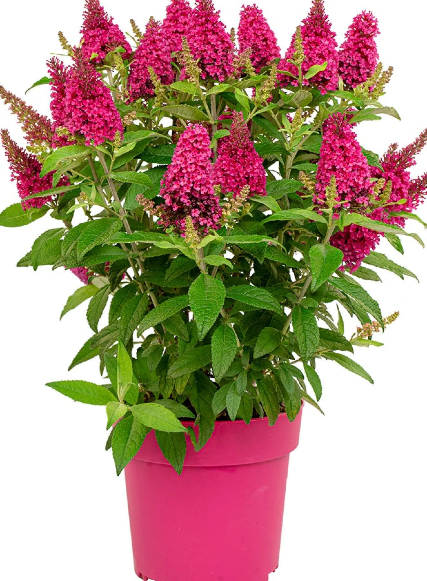 Vlinderstruik (Buddleja davidii 'BC Little Ruby') D 19 H 45 cm