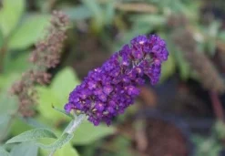 Vlinderstruik (Buddleja davidii 'Black Knight') H 30-40 cm