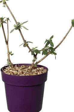 Vlinderstruik (Buddleja weyeriana 'Flower Power') D 19 H 50 cm
