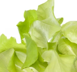 Vollegrondsla Groen (Lactuca sativa type)