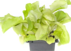Vollegrondsla Groen (Lactuca sativa type)