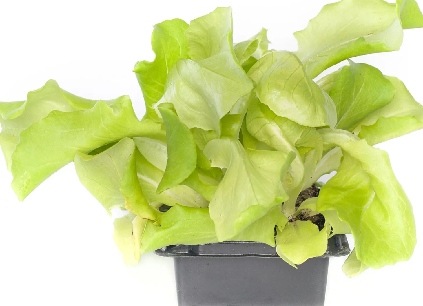 Vollegrondsla Groen (Lactuca sativa type)