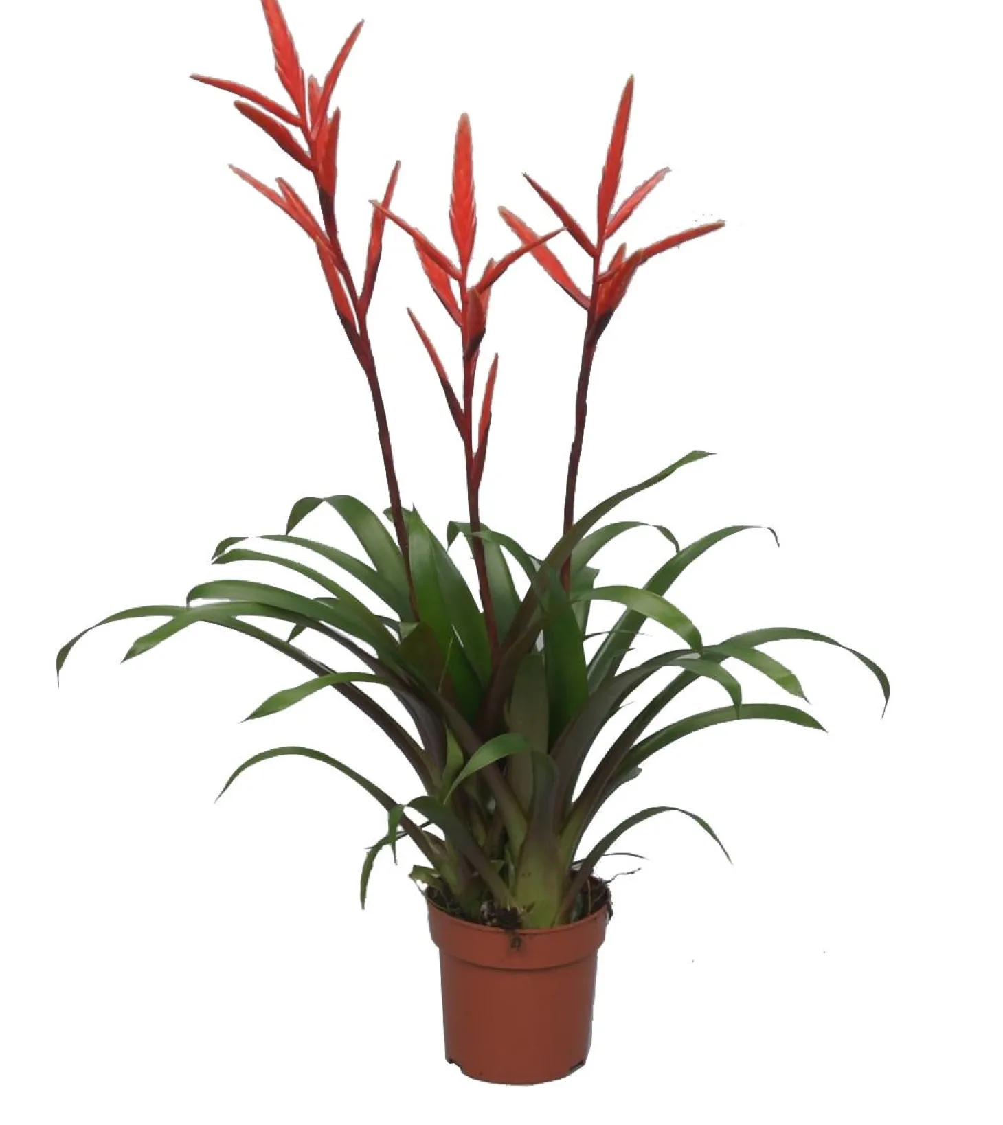 Vriesea (Vriesea 'Elan') D 12 H 60 cm