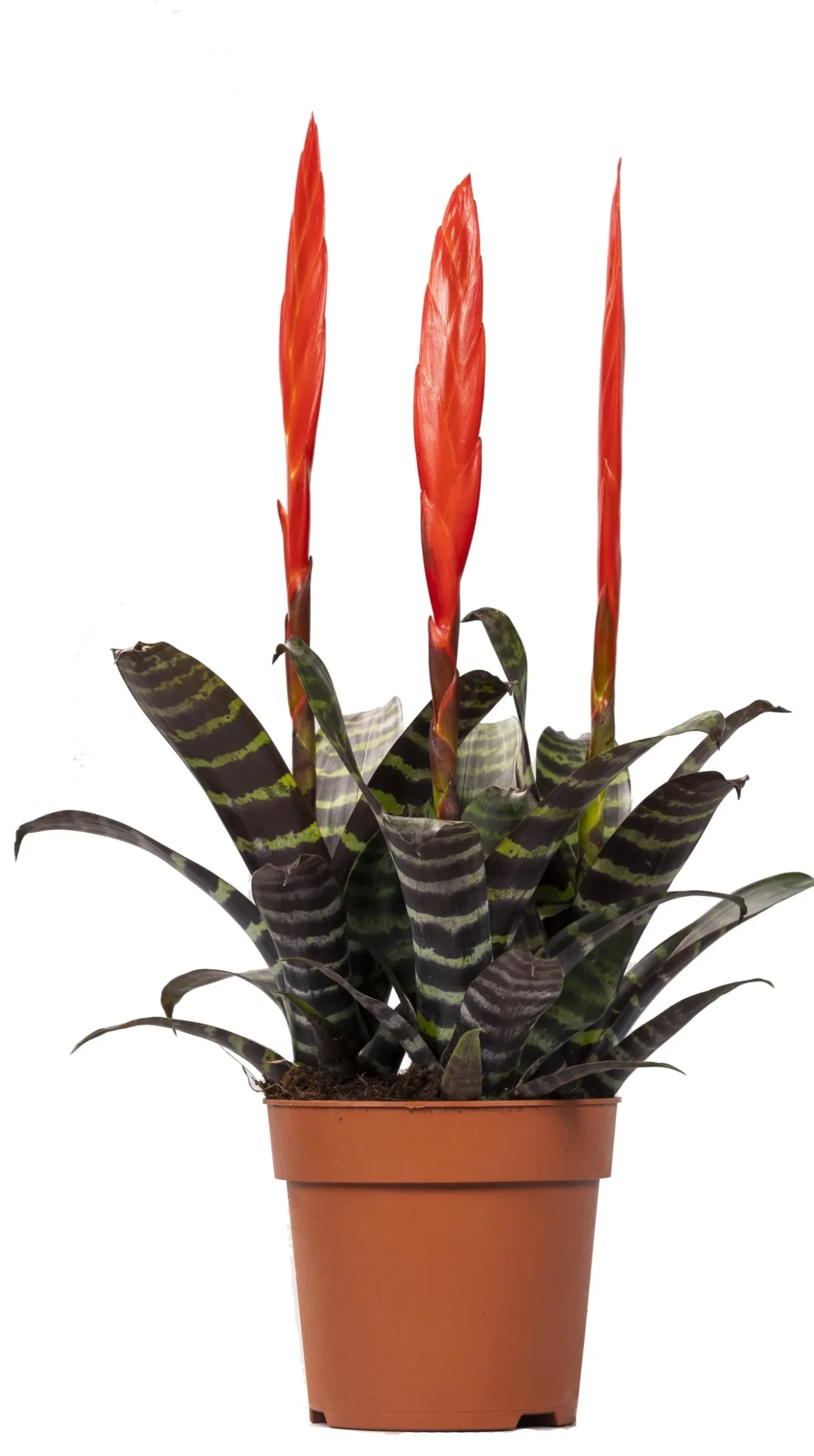 Vriesea (Vriesea 'Era') D 12 H 45 cm